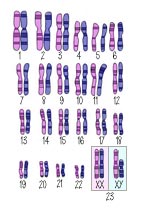 Normal Cell
                                  Chromosomes