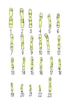 Oocyte
                                    Chromosomes