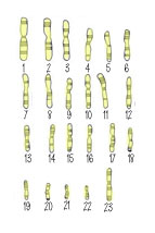 Oocyte
                                    Chromosomes