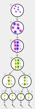 Spermatogenesis